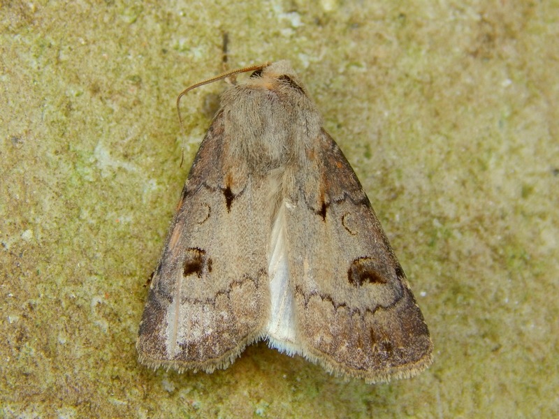 Agrotis exclamationis?